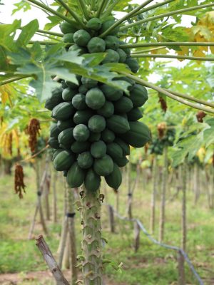 A Secretaria de Estado de Produção Rural (Sepror) chama atenção para as datas limites do prazo de inscrição de agricultores familiares cadastrados nos municípios nas microrregiões do Juruá, Madeira e Manaus, interessados em participar do programa Garantia Safra 2024-2025, do Ministério do Desenvolvimento Agrário e Agricultura Familiar (MDA), coordenado pela Sepror no Amazonas. O coordenador do Garantia Safra no Amazonas, Heitor Liberato, disse que o prazo de inscrição vai até o dia 20 de março para as microrregiões do Juruá e Madeira, e 20 de maio para a microrregião de Manaus. “Sabemos que muitas áreas foram severamente atingidas durante o último período de estiagem, o que leva os agricultores a buscar ajuda para mitigar suas perdas, e a adesão ao Garantia Safra é um dos meios de apoio disponibilizados pelo governo”, disse Heitor Liberato. Micorregiões do Juruá e Madeira De acordo com o novo prazo, agricultores familiares das microrregiões do Juruá e Madeira poderão se inscrever até o dia 20 de março. Nos municípios de Carauari, Eirunepé, Envira, Guajará, Ipixuna, Itamarati, Juruá, Apui, Borba, Humaitá e Novo Aripuanã, as inscrições serão feitas nos escritórios locais do Instituto de Desenvolvimento Agropecuário e Florestal Sustentável do Estado do Amazonas (Idam). No município de Manicoré as inscrições serão feitas na Secretaria Municipal de Agricultura. Micorregião de Manaus O novo prazo para os agricultores familiares da microrregião de Manaus fazerem suas inscrições estará aberto até 20 de maio, nos seguintes endereços: Municípios de Careiro, Careiro da Várzea, Iranduba, Manaquiri e Autazes as inscrições serão feitas nos escritórios locais do Idam. Em Manacapuru as inscrições acontecem na Secretaria Municipal de Agricultura. Em Manaus, os agricultores familiares devem fazer a inscrição na sede do Sindicato dos Trabalhadores Rurais. As informações detalhadas estão publicadas no site da Sepror, no seguinte endereço eletrônico: https://www.sepror.am.gov.br/wp-content/uploads/2025/02/GSAFRA-SEPROR-24_25.pdf Sobre o Garantia Safra O Garantia-Safra (GS) é uma ação do Programa Nacional de Fortalecimento da Agricultura Familiar (Pronaf), que tem como objetivo garantir condições mínimas de sobrevivência aos agricultores familiares de Municípios sistematicamente sujeitos a perda severa de safra por razão do fenômeno da estiagem ou excesso hídrico. Com informações da Agência Amazonas* Foto: Thiago Aguila / Sepror