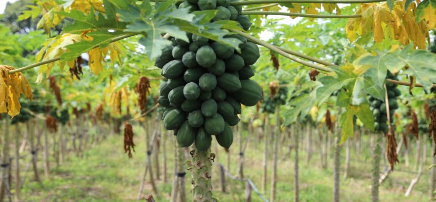 A Secretaria de Estado de Produção Rural (Sepror) chama atenção para as datas limites do prazo de inscrição de agricultores familiares cadastrados nos municípios nas microrregiões do Juruá, Madeira e Manaus, interessados em participar do programa Garantia Safra 2024-2025, do Ministério do Desenvolvimento Agrário e Agricultura Familiar (MDA), coordenado pela Sepror no Amazonas. O coordenador do Garantia Safra no Amazonas, Heitor Liberato, disse que o prazo de inscrição vai até o dia 20 de março para as microrregiões do Juruá e Madeira, e 20 de maio para a microrregião de Manaus. “Sabemos que muitas áreas foram severamente atingidas durante o último período de estiagem, o que leva os agricultores a buscar ajuda para mitigar suas perdas, e a adesão ao Garantia Safra é um dos meios de apoio disponibilizados pelo governo”, disse Heitor Liberato. Micorregiões do Juruá e Madeira De acordo com o novo prazo, agricultores familiares das microrregiões do Juruá e Madeira poderão se inscrever até o dia 20 de março. Nos municípios de Carauari, Eirunepé, Envira, Guajará, Ipixuna, Itamarati, Juruá, Apui, Borba, Humaitá e Novo Aripuanã, as inscrições serão feitas nos escritórios locais do Instituto de Desenvolvimento Agropecuário e Florestal Sustentável do Estado do Amazonas (Idam). No município de Manicoré as inscrições serão feitas na Secretaria Municipal de Agricultura. Micorregião de Manaus O novo prazo para os agricultores familiares da microrregião de Manaus fazerem suas inscrições estará aberto até 20 de maio, nos seguintes endereços: Municípios de Careiro, Careiro da Várzea, Iranduba, Manaquiri e Autazes as inscrições serão feitas nos escritórios locais do Idam. Em Manacapuru as inscrições acontecem na Secretaria Municipal de Agricultura. Em Manaus, os agricultores familiares devem fazer a inscrição na sede do Sindicato dos Trabalhadores Rurais. As informações detalhadas estão publicadas no site da Sepror, no seguinte endereço eletrônico: https://www.sepror.am.gov.br/wp-content/uploads/2025/02/GSAFRA-SEPROR-24_25.pdf Sobre o Garantia Safra O Garantia-Safra (GS) é uma ação do Programa Nacional de Fortalecimento da Agricultura Familiar (Pronaf), que tem como objetivo garantir condições mínimas de sobrevivência aos agricultores familiares de Municípios sistematicamente sujeitos a perda severa de safra por razão do fenômeno da estiagem ou excesso hídrico. Com informações da Agência Amazonas* Foto: Thiago Aguila / Sepror