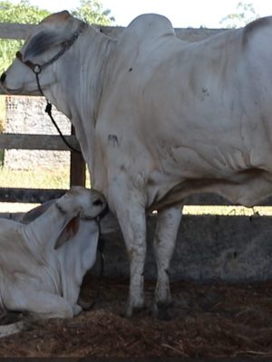 A Adaf anunciou que os produtores rurais têm até o dia 15 de dezembro para realizar a atualização cadastral dos animais existentes em suas propriedades...